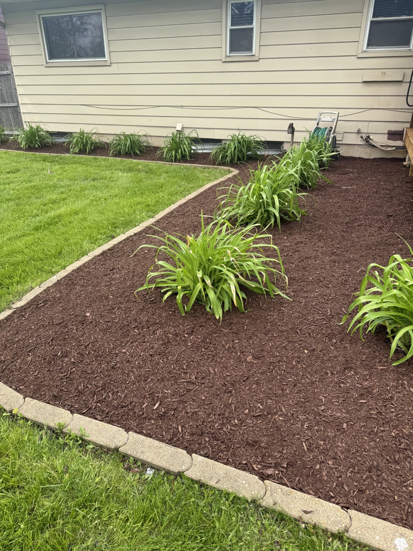 Backyard daylily bed with fresh brown mulch and clean edging.