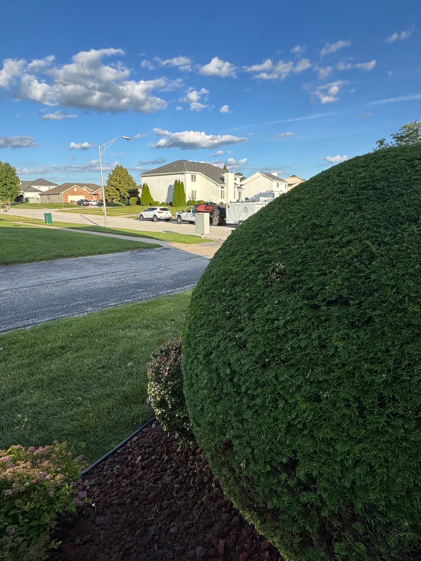 Newly trimmed evergreen shrub above a river rock bed.